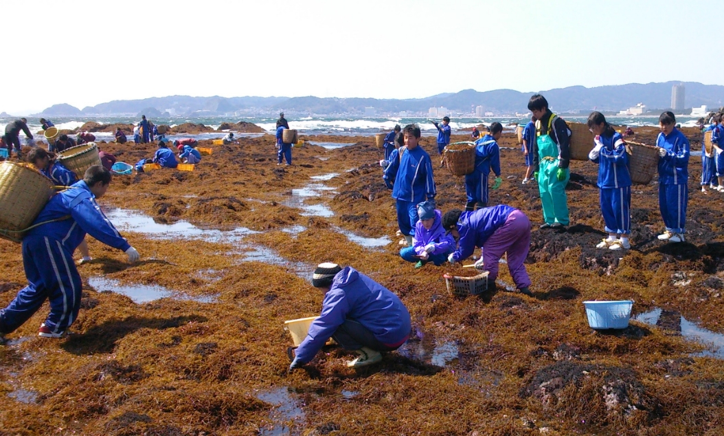 地元中学生によるひじき狩りは春の風物詩。