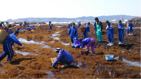 地元中学生によるひじき狩りは春の風物詩。