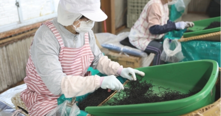 荒海で育った国産ひじきは2割しか出回らない希少食材。